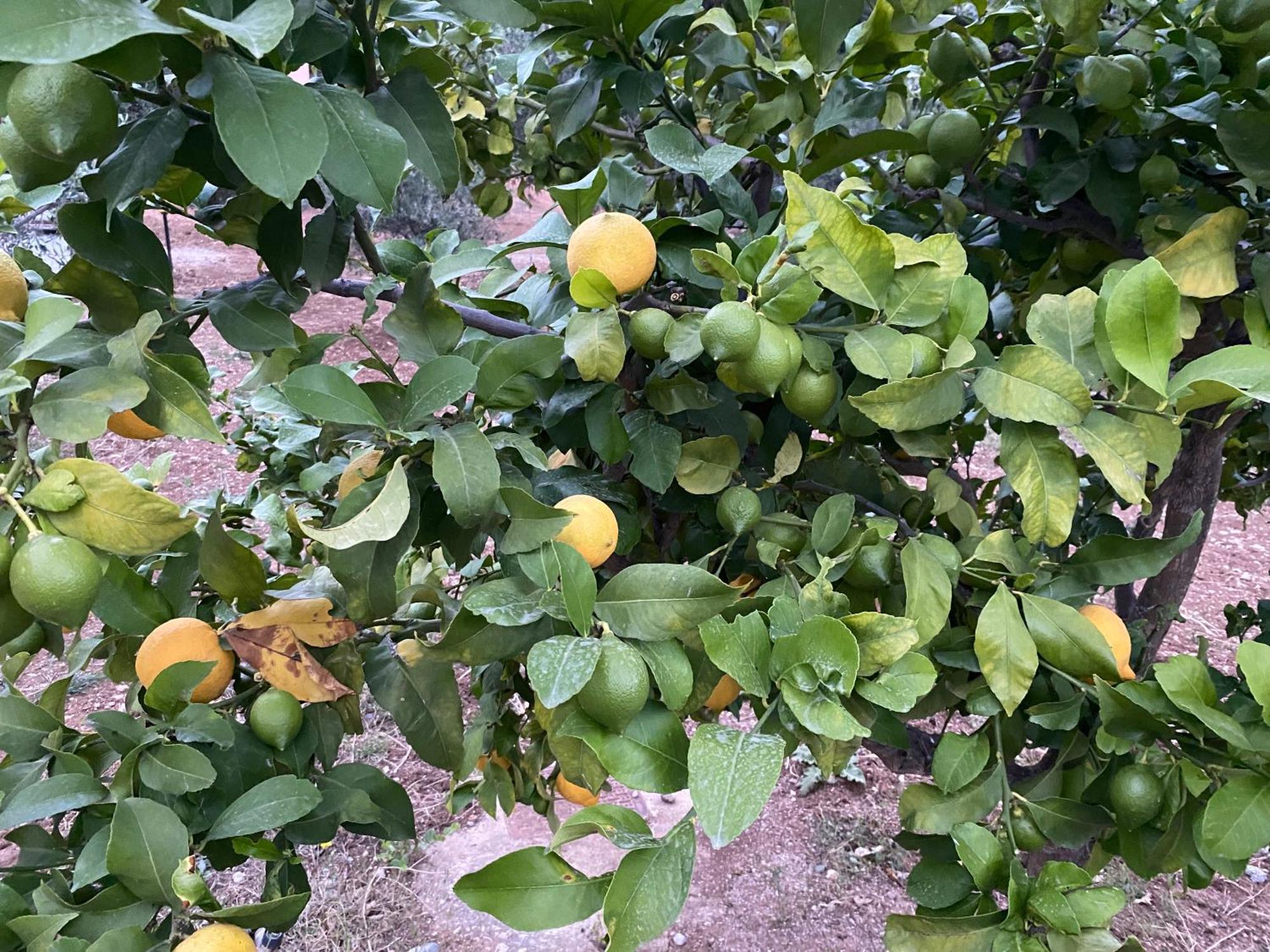 Askalosia Villa Άγιος Γεώργιος Εξωτερικό φωτογραφία