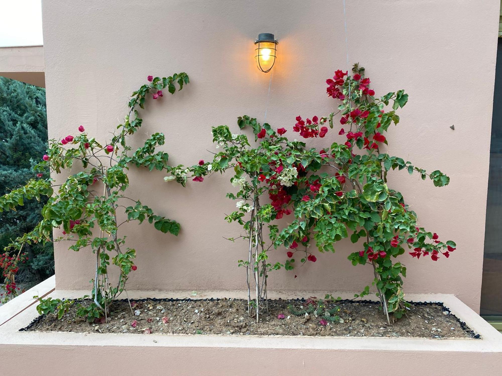 Askalosia Villa Άγιος Γεώργιος Εξωτερικό φωτογραφία