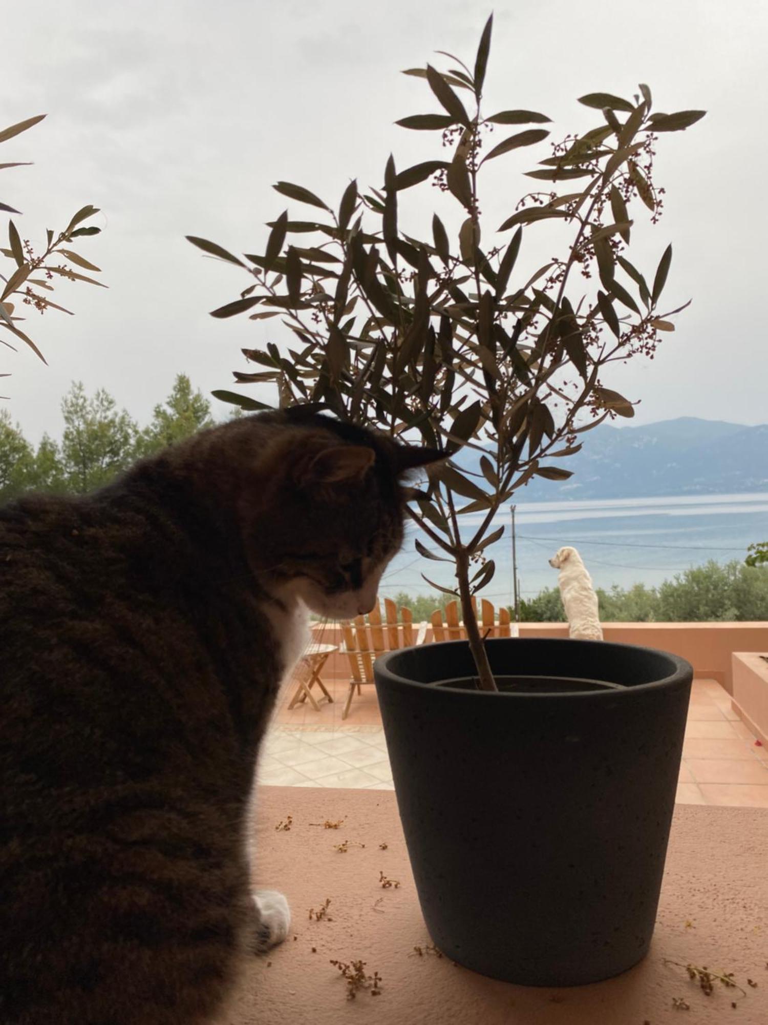 Askalosia Villa Άγιος Γεώργιος Εξωτερικό φωτογραφία