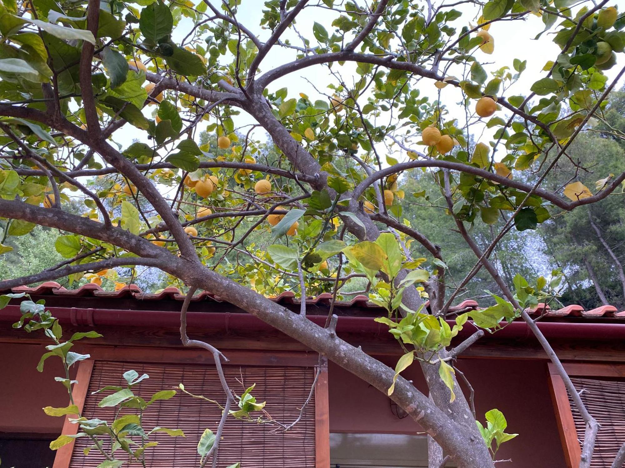 Askalosia Villa Άγιος Γεώργιος Εξωτερικό φωτογραφία