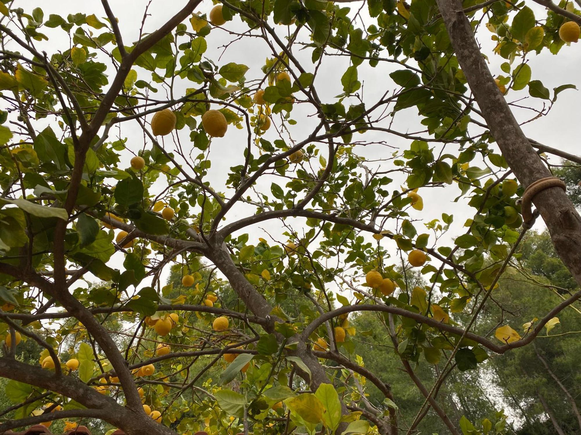 Askalosia Villa Άγιος Γεώργιος Εξωτερικό φωτογραφία
